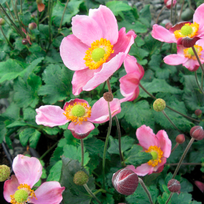 Anemone hybr. ‘Pink Cloud’ / Szellőrózsa - Anemone / Szellőrózsa